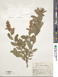 Spiraea douglasii image