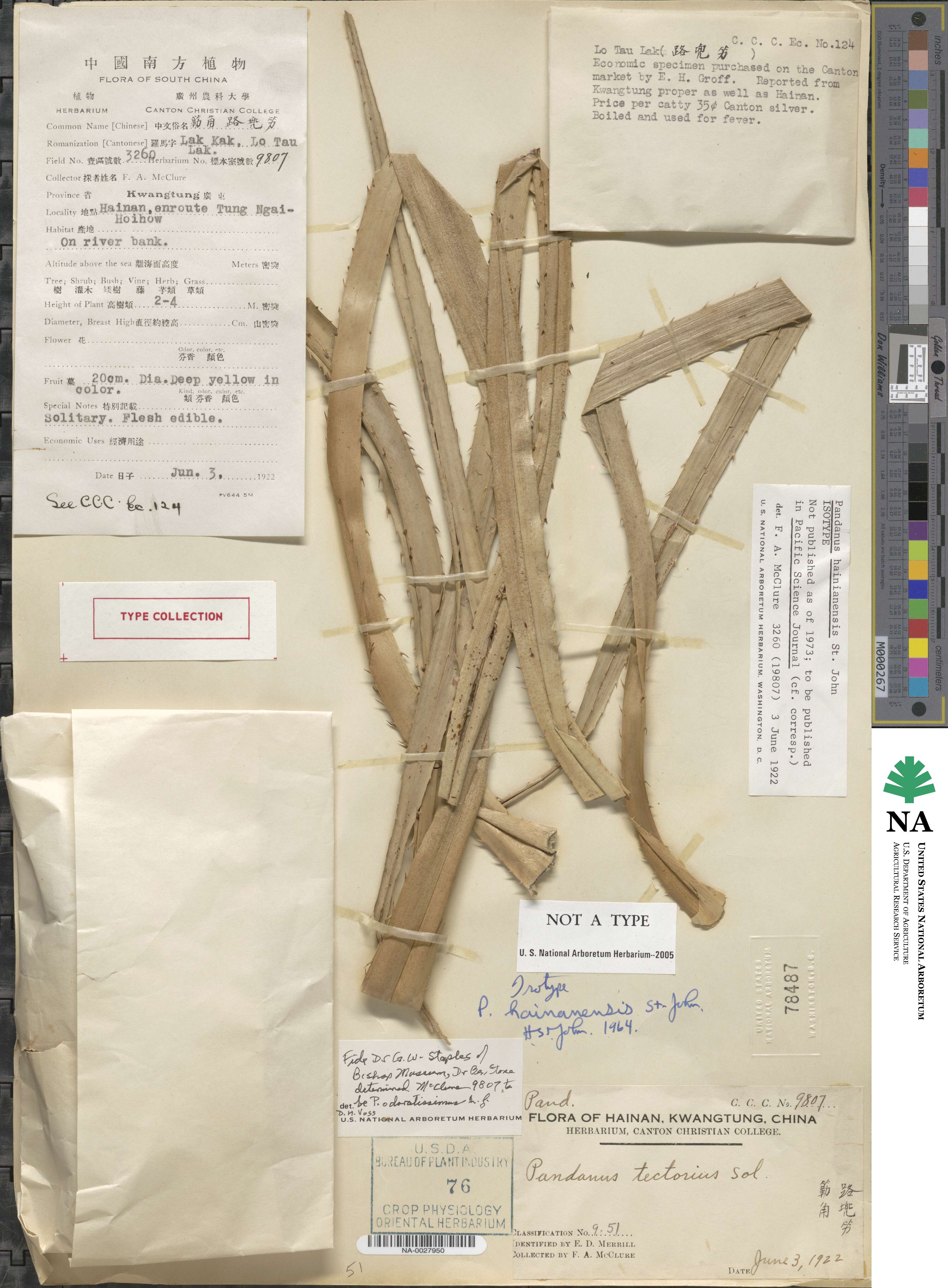 Pandanus tectorius image
