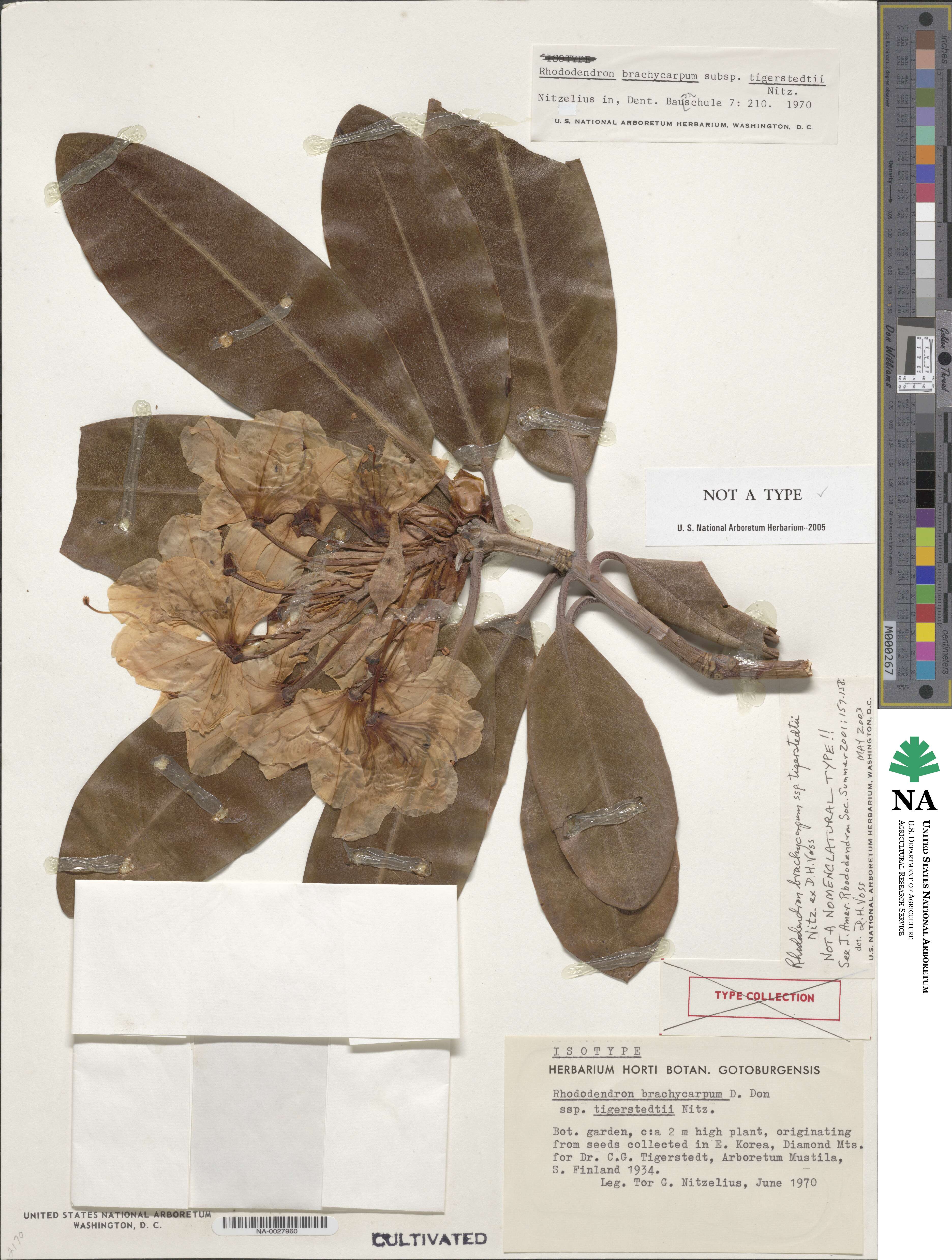 Rhododendron brachycarpum subsp. brachycarpum image