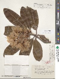 Rhododendron brachycarpum subsp. brachycarpum image