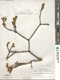 Acer pictum image