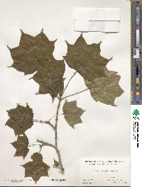 Acer pictum image