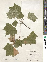 Acer pictum image