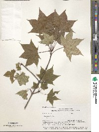 Acer pictum subsp. mono image