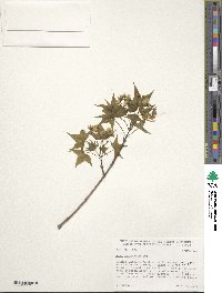 Acer truncatum image