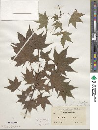 Acer truncatum image