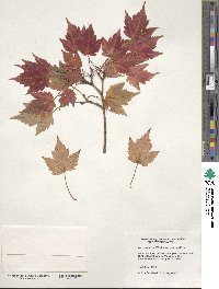 Acer komarovii image