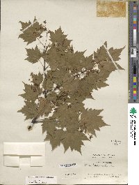 Acer tschonoskii image