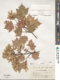 Acer tschonoskii image