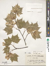 Acer tschonoskii image