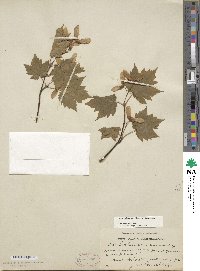 Acer tschonoskii image