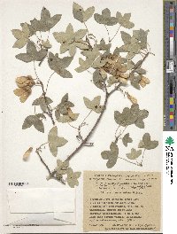 Acer monspessulanum subsp. turcomanicum image