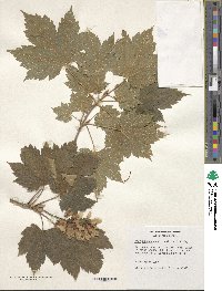 Acer ukurunduense image