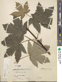 Acer velutinum image