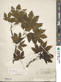 Acer velutinum image