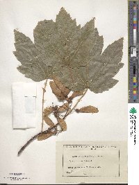 Acer velutinum image