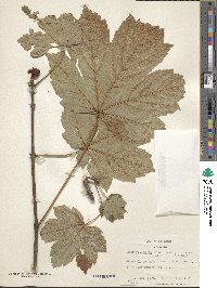 Acer velutinum image