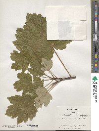 Acer velutinum image