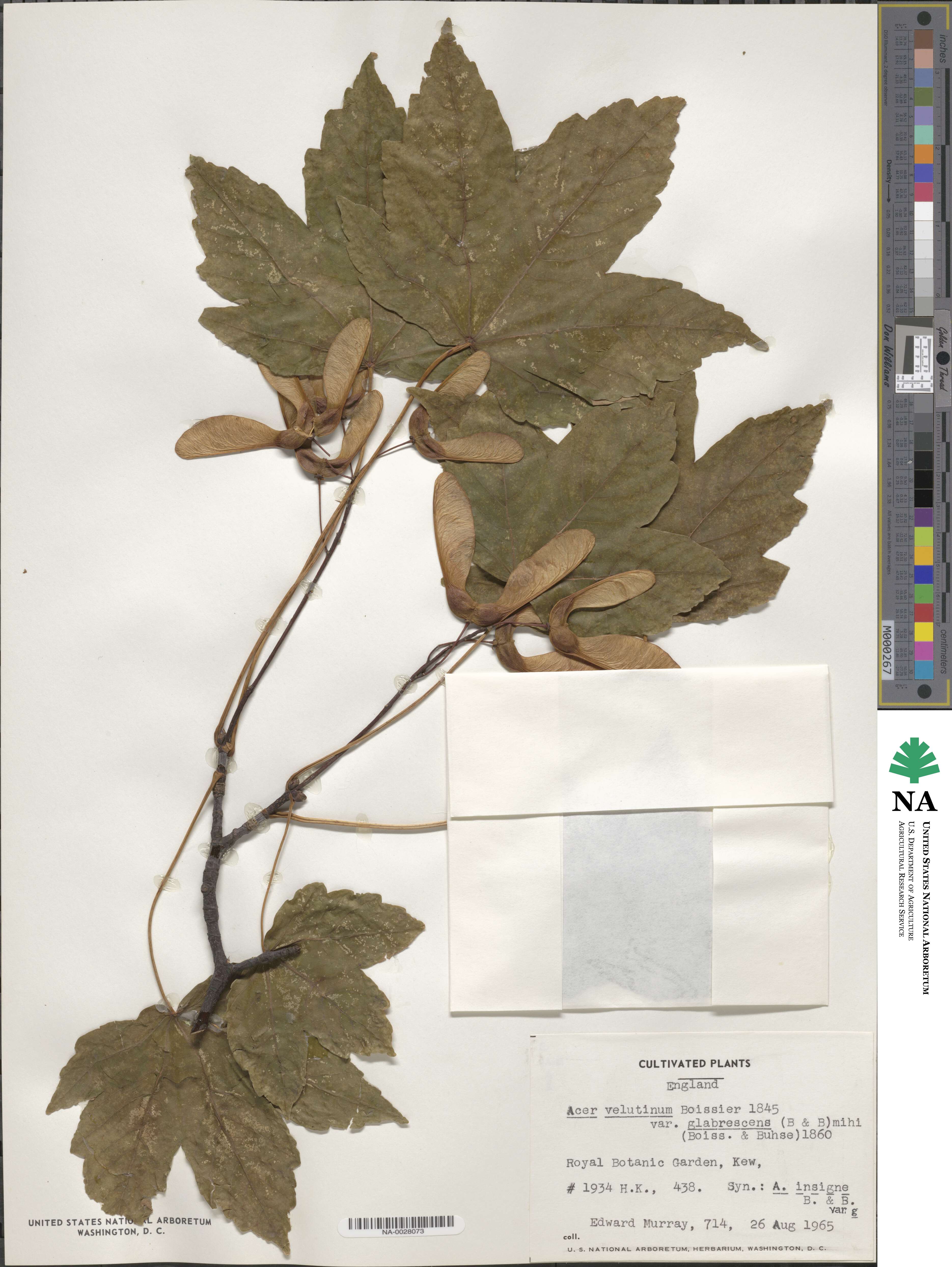 Acer velutinum image