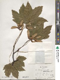 Acer velutinum image