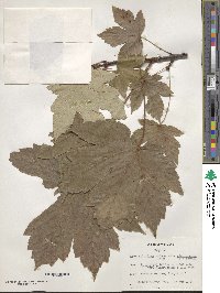 Acer velutinum image