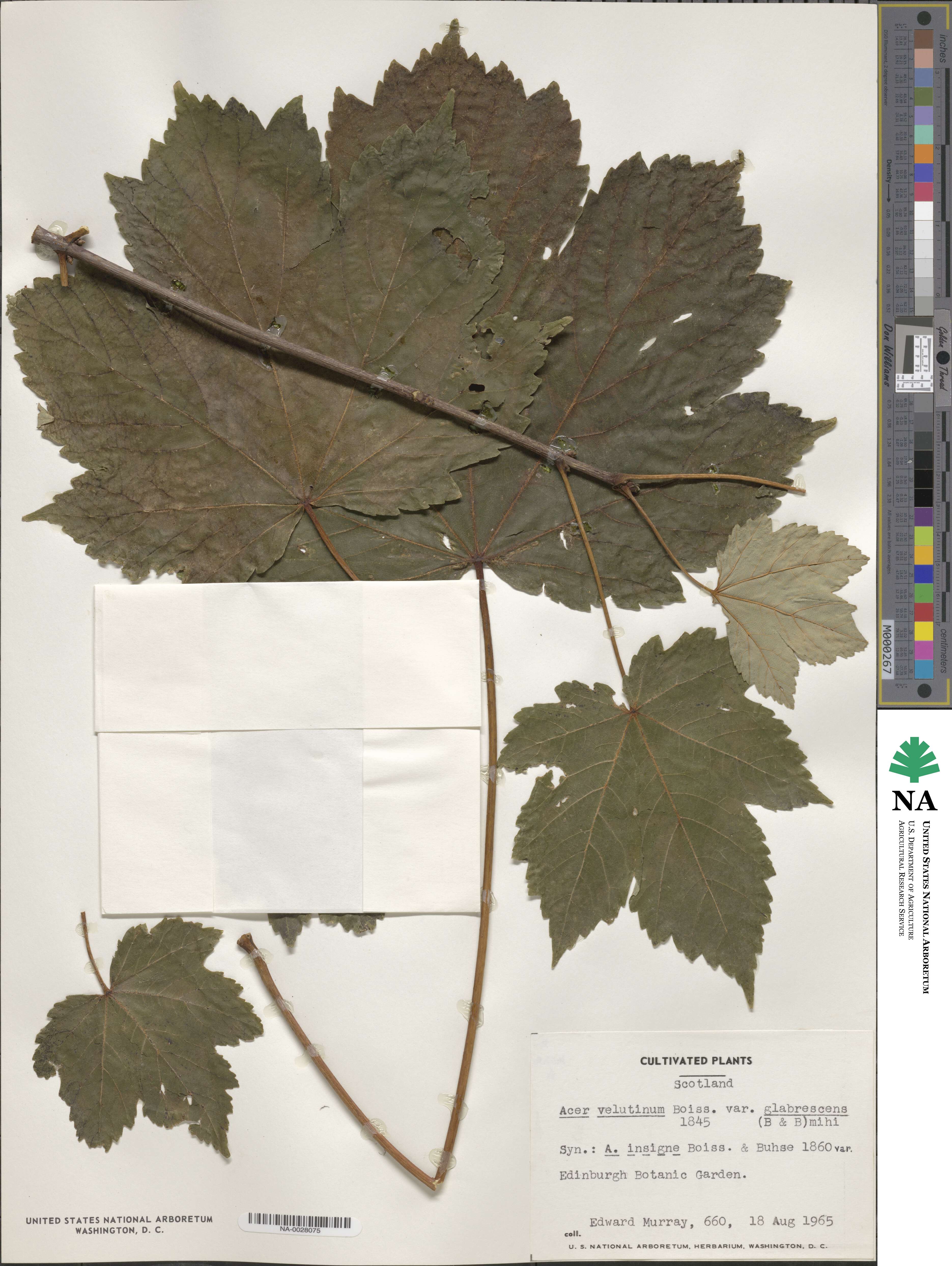 Acer velutinum image