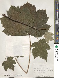 Acer velutinum image