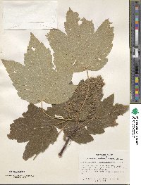 Acer velutinum image