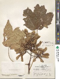 Acer velutinum image