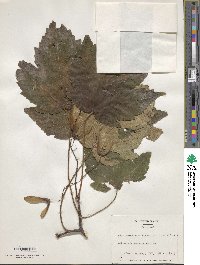 Acer velutinum image