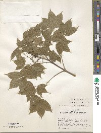 Acer wilsonii image