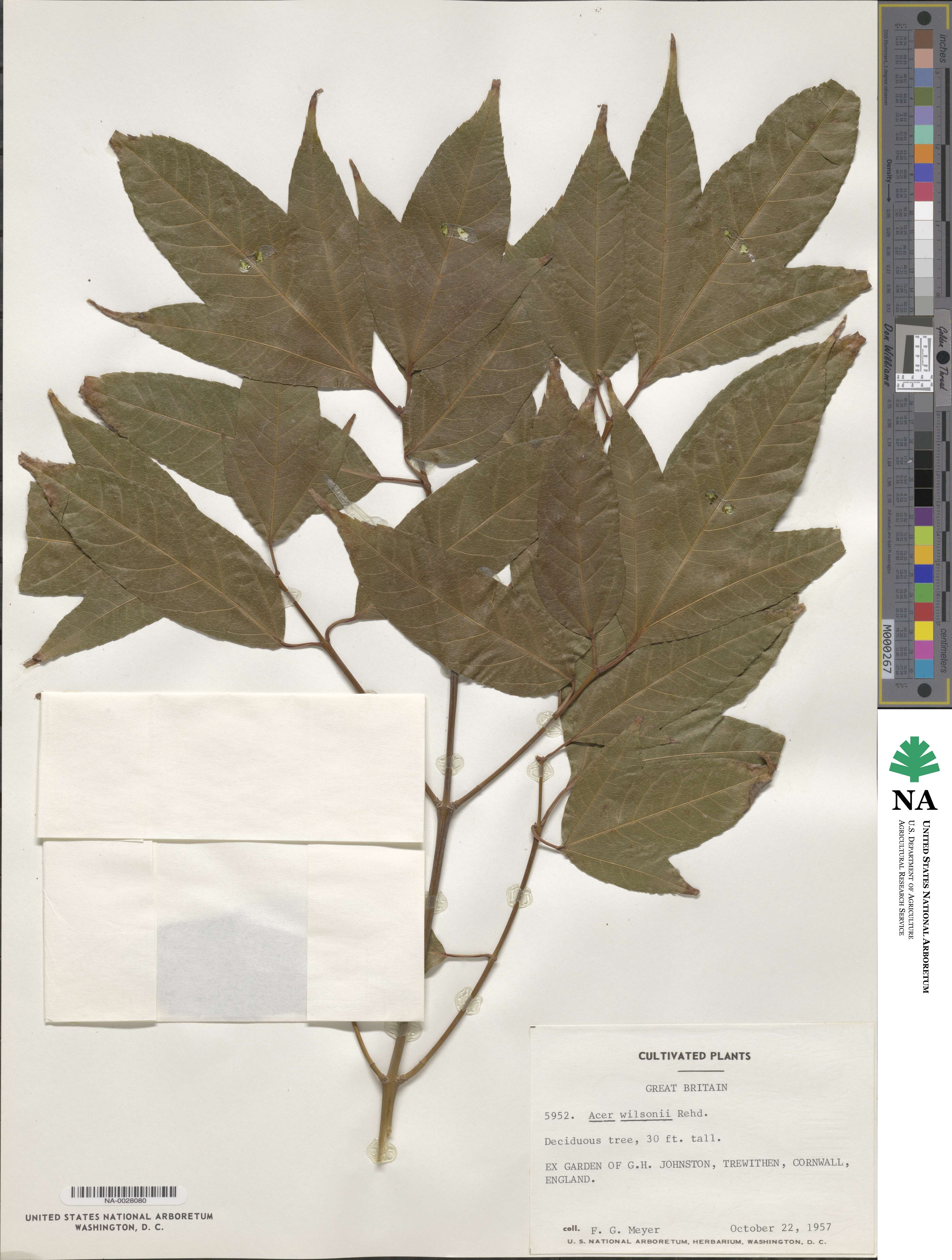 Acer wilsonii image