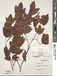 Acer wilsonii image