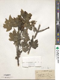 Acer pseudoplatanus image