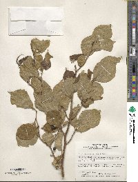 Symplocos paniculata image