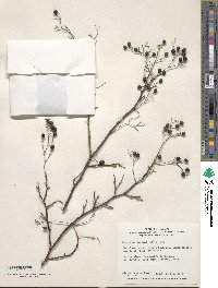 Symplocos paniculata image