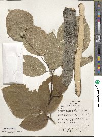 Styrax obassia image