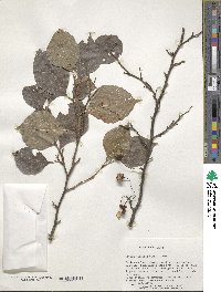 Styrax japonicus image