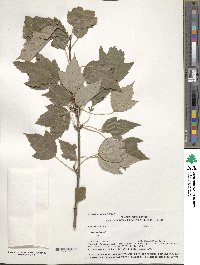 Acer rubrum image