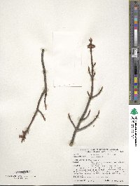 Acer rubrum image