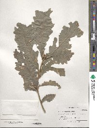 Quercus dentata image