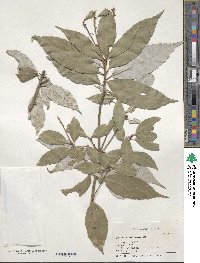 Quercus salicina image