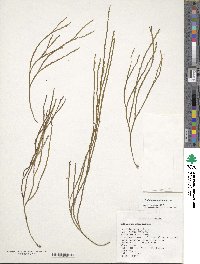 Image of Psilotum complanatum