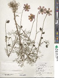 Cosmos bipinnatus image