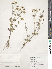 Bidens pilosa image