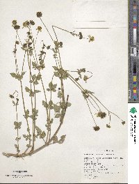 Bidens pilosa image