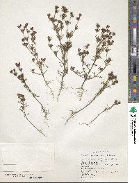 Dyssodia papposa image