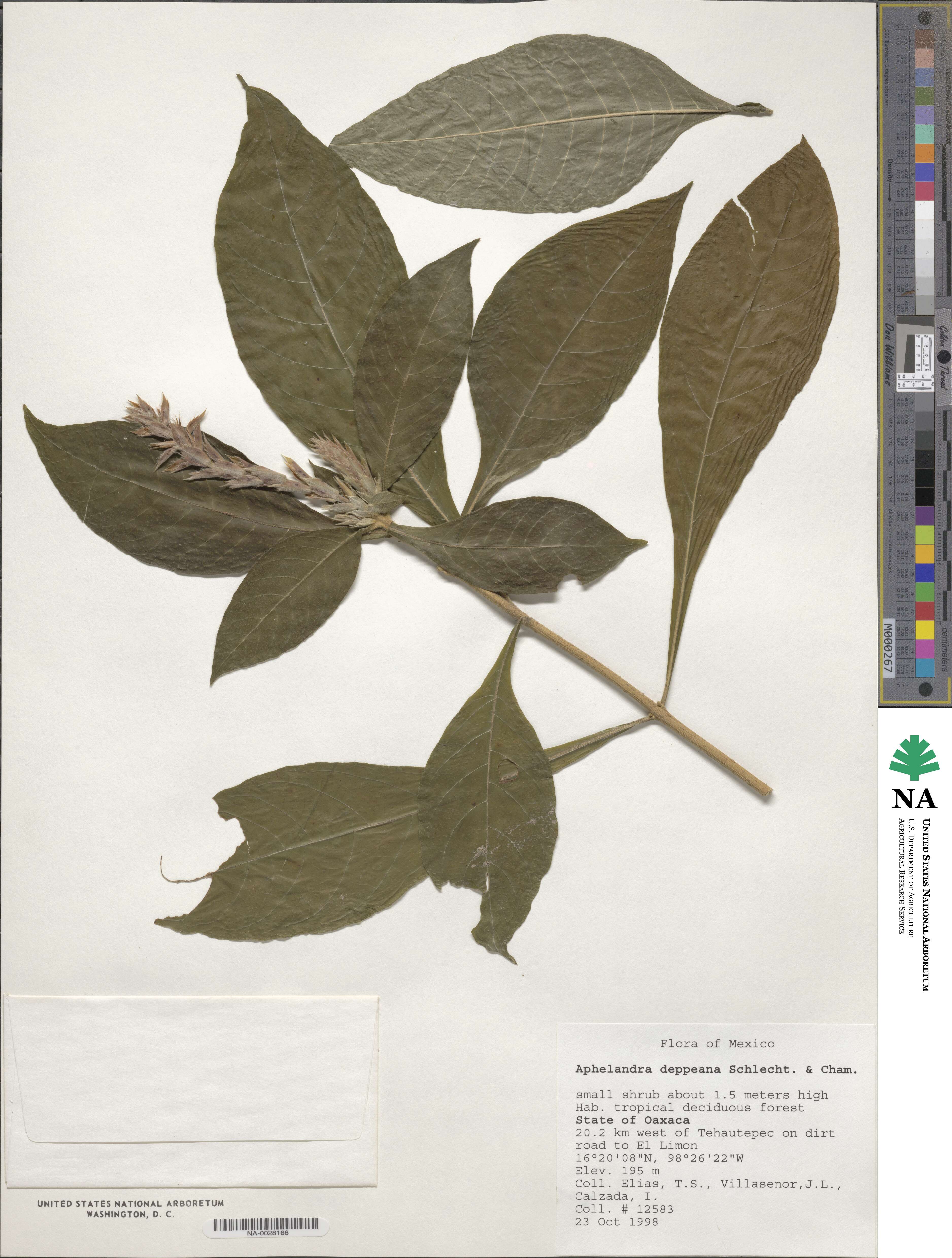 Aphelandra scabra image