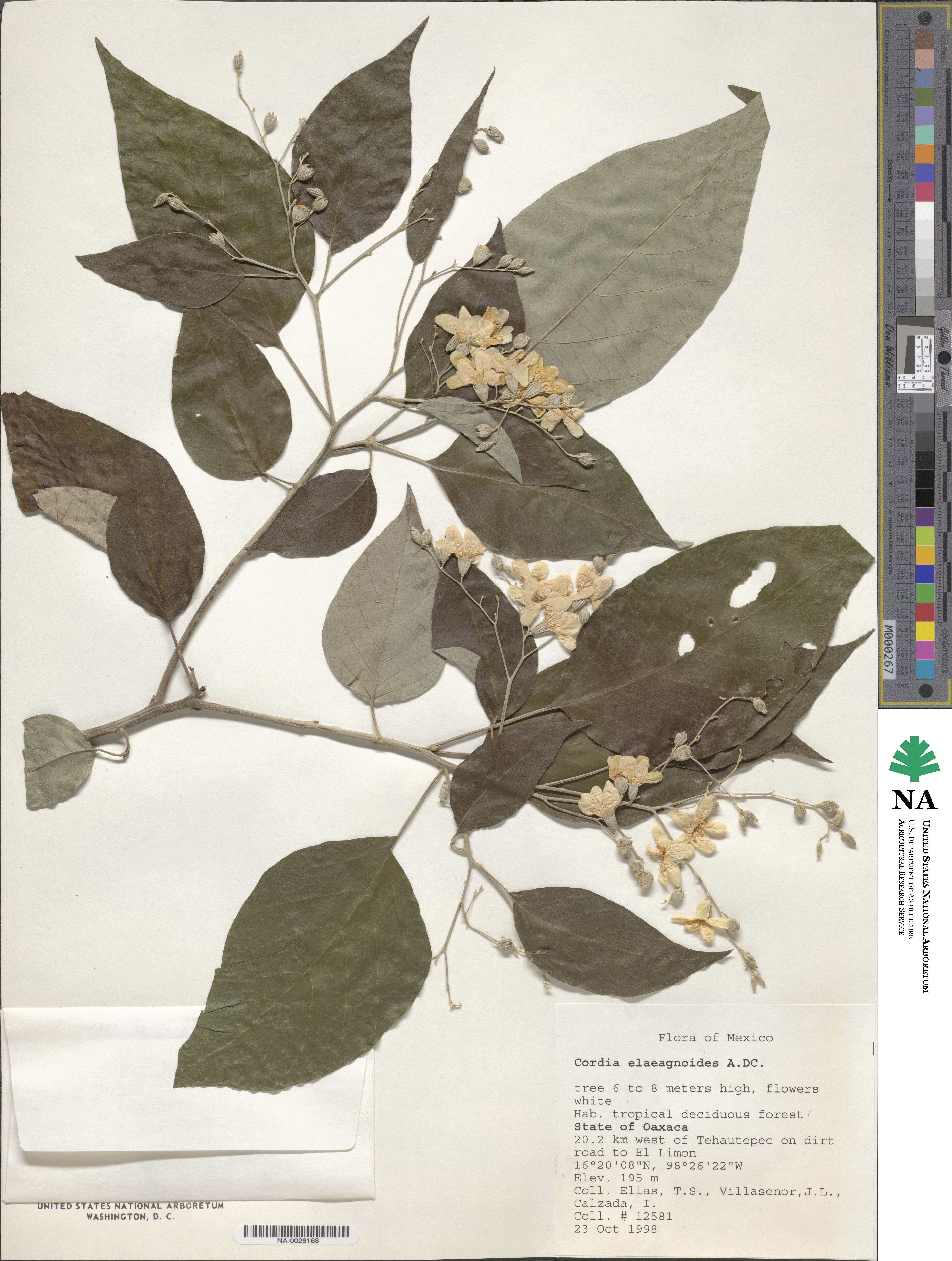 Cordia elaeagnoides image