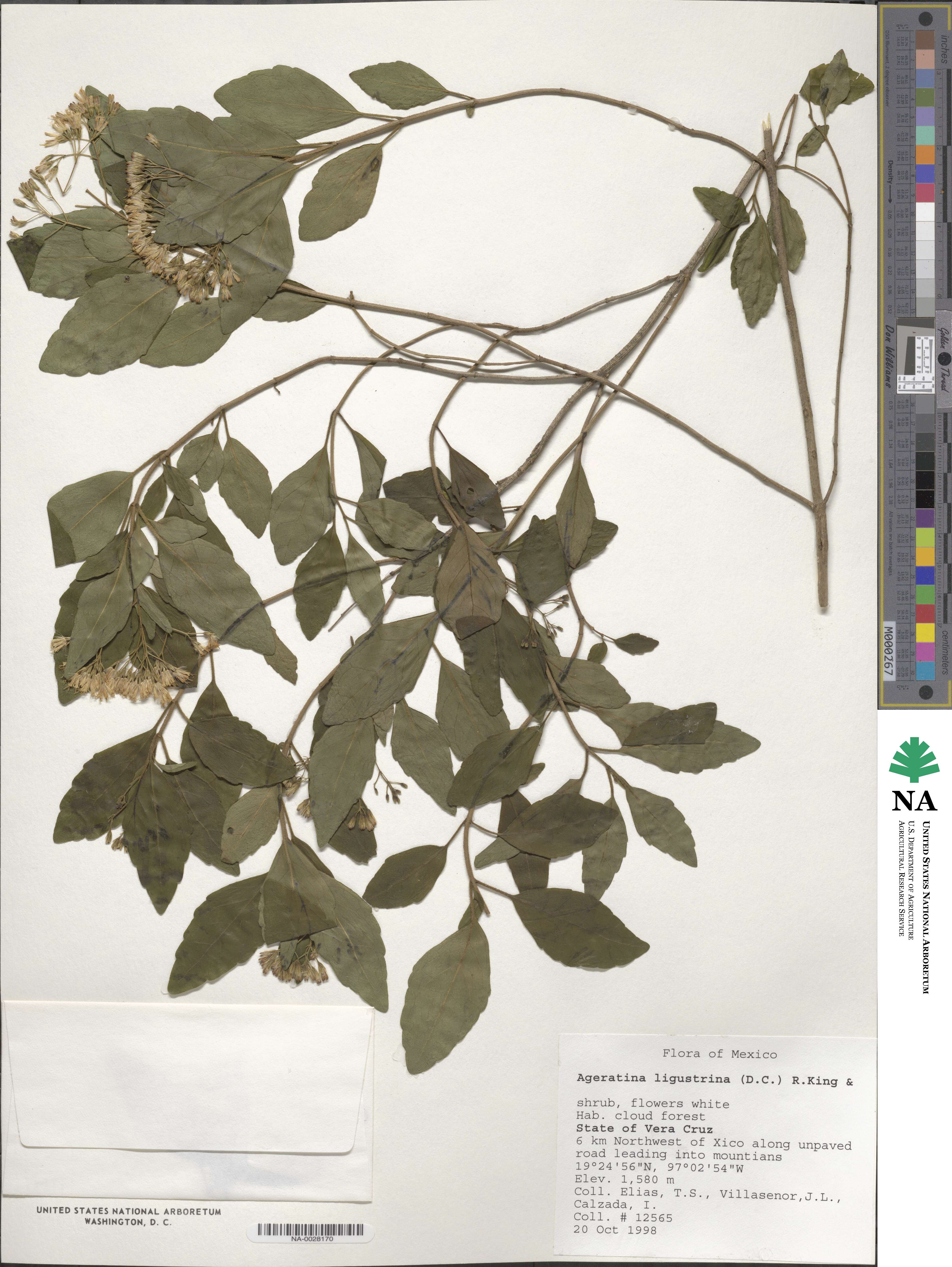 Ageratina ligustrina image